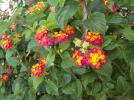 Thumbnail image of DSCF2327.JPG