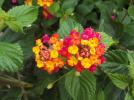 Thumbnail image of DSCF2328.JPG