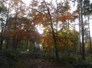 Thumbnail image of DSCF2290.JPG
