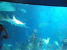 Thumbnail image of DSCF2663.JPG
