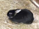 Thumbnail image of DSCF2684.JPG