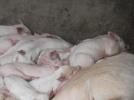Thumbnail image of DSCF2688.JPG