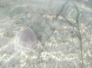 Thumbnail image of DSCF2996.JPG