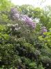 Thumbnail image of DSCF4024.JPG