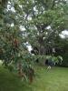 Thumbnail image of DSCF4995.JPG