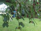 Thumbnail image of DSCF4996.JPG