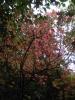 Thumbnail image of DSCF5703.JPG