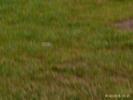 Thumbnail image of PTDC0031.JPG