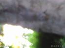 Thumbnail image of PTDC0042.JPG