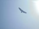 Thumbnail image of DSC01185.JPG
