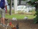 Thumbnail image of DSC01286.JPG