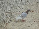 Thumbnail image of DSC01295.JPG