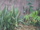Thumbnail image of DSC01300.JPG