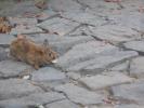 Thumbnail image of DSC01303.JPG