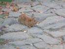 Thumbnail image of DSC01304.JPG