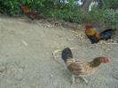 Thumbnail image of DSC01309.JPG