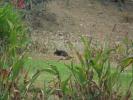 Thumbnail image of DSC01320.JPG