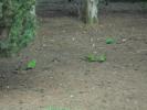 Thumbnail image of DSC01032.JPG