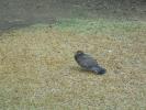 Thumbnail image of DSC01033.JPG