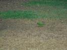 Thumbnail image of DSC01034.JPG