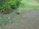Thumbnail image of DSC01042.JPG