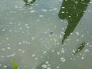 Thumbnail image of DSC01056.JPG