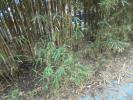 Thumbnail image of DSC01057.JPG
