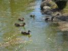 Thumbnail image of DSC01097.JPG