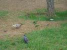 Thumbnail image of DSC01113.JPG