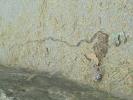 Thumbnail image of DSC01460.JPG