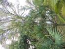 Thumbnail image of DSC01505.JPG