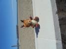 Thumbnail image of DSC01539.JPG