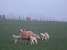 Thumbnail image of 2007_03310122.JPG