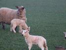 Thumbnail image of 2007_03310124.JPG