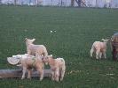 Thumbnail image of 2007_03310125.JPG