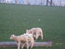 Thumbnail image of 2007_03310126.JPG