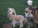 Thumbnail image of 2007_03310127.JPG