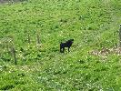 Thumbnail image of 2007_03310022.JPG