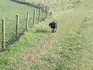 Thumbnail image of 2007_03310036.JPG
