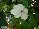 Thumbnail image of DSCF0034.JPG