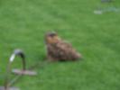 Thumbnail image of 2007_08250027.JPG
