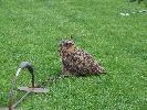 Thumbnail image of 2007_08250028.JPG