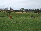 Thumbnail image of 2007_09150298.JPG