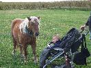 Thumbnail image of 2007_09150305.JPG