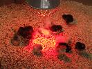 Thumbnail image of 2008_04100094.JPG