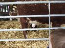 Thumbnail image of 2008_04100098.JPG