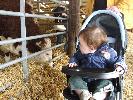 Thumbnail image of 2008_04100099.JPG