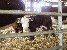 Thumbnail image of 2008_04100100.JPG