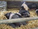 Thumbnail image of 2008_04100101.JPG