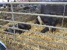Thumbnail image of 2008_04100102.JPG